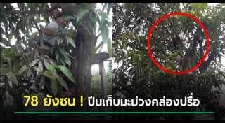 ปีนต้นไม้