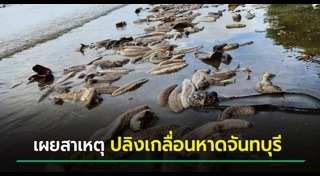 สัตว์เกยตื้น