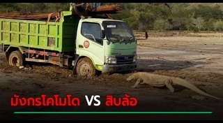 มังกรโคโมโด