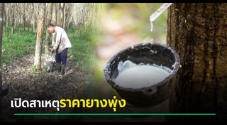 ยางพารา