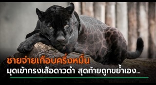 เสือดาว