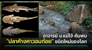 ปลาหายาก