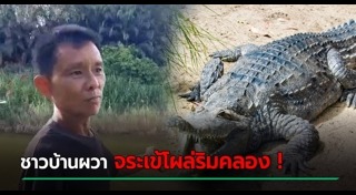 จระเข้หลุดจากฟาร์ม