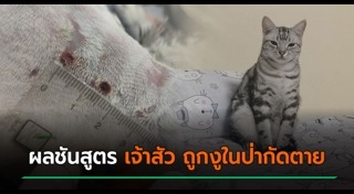 ทำร้ายแมว