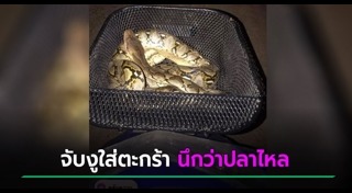 ปลาไหล