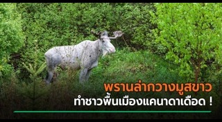 ล่าสัตว์