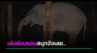 ช้างเขาใหญ่