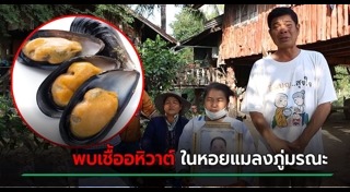 หอยแมลงภู่