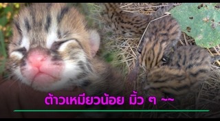 เสือปลา