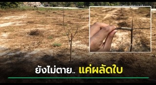 ฌอน บูรณะหิรัญ