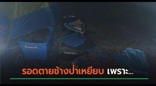 ช้างทำร้ายนักท่องเที่ยว