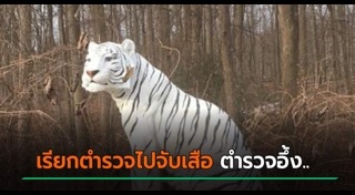 เสือขาว