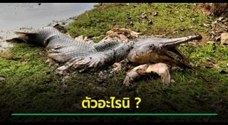 ซากสัตว์