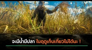 ประกวดภาพถ่าย