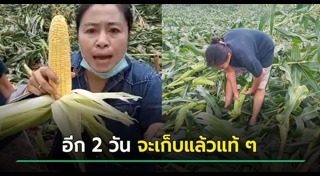 ข้าวโพด