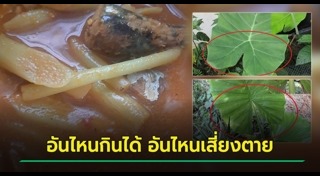 พืชมีพิษ