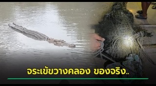 จระเข้น้ำเค็ม