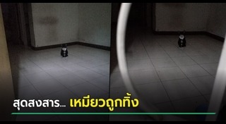 แมวถูกทิ้ง