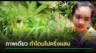 ปลูกกัญชา