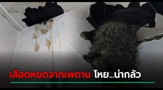 สุนัขจิ้งจอก