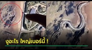 โครงกระดูก