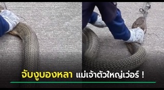 จับงูจงอาง