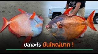 สัตว์ลึกลับ