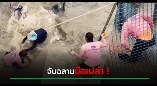 ฉลามกัดคน