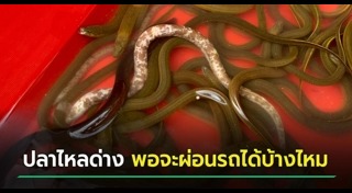 ปลาไหล