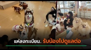 คาเฟ่หมา