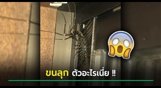 ตะขาบยักษ์