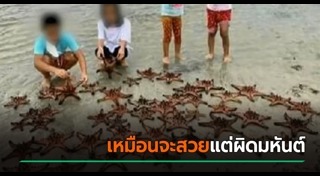 เกาะพีพี