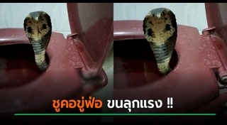 งูในชักโครก