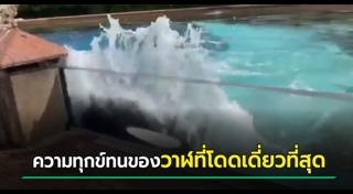 วาฬเพชฌฆาต