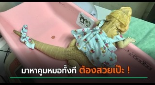 กิ้งก่า