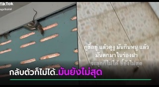 งูกินหนู