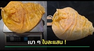 กระเพาะปลา