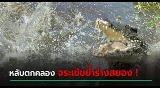 จระเข้กัดคน