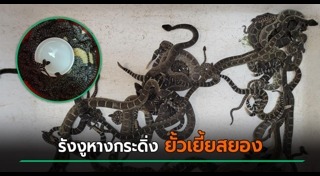 งูหางกระดิ่ง