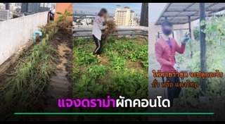 ปลูกผักสวนครัว