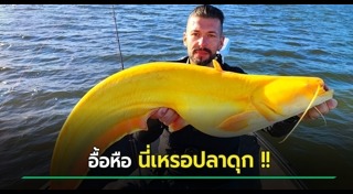ปลาดุกยักษ์