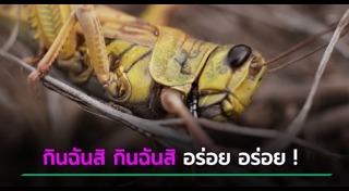 ตั๊กแตน