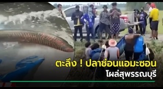 ปลาช่อน