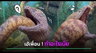 คลิปหายาก