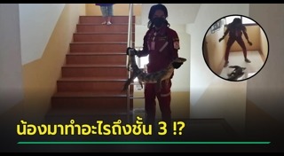 ตัวเงินตัวทองเข้าบ้าน