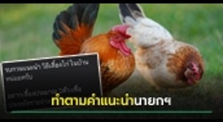 เลี้ยงไก่
