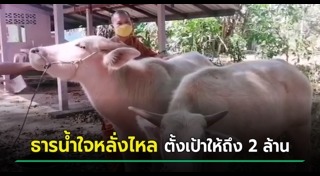 ควายเผือก