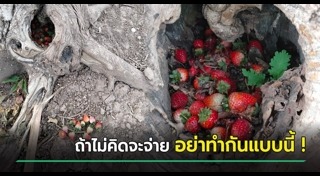 สตรอว์เบอร์รี