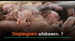 ฟาร์มหมู