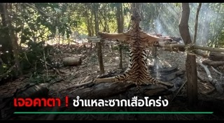 ลักลอบล่าสัตว์ป่า